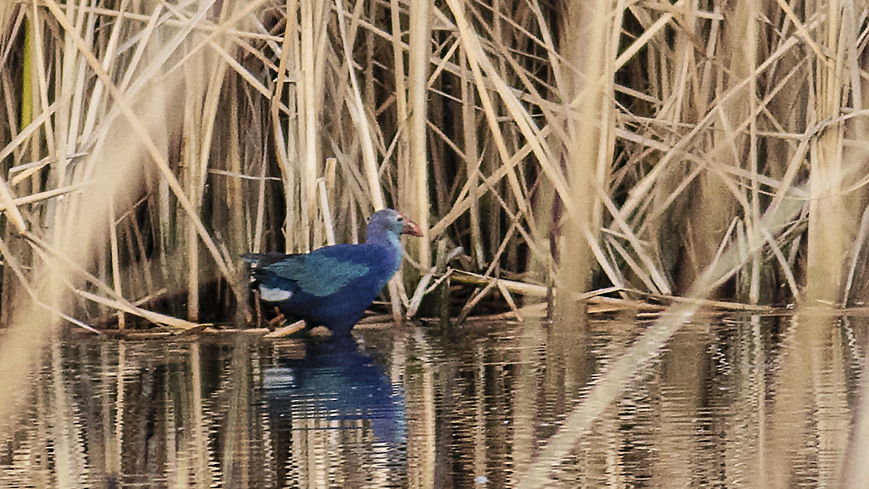 Western Swamphen